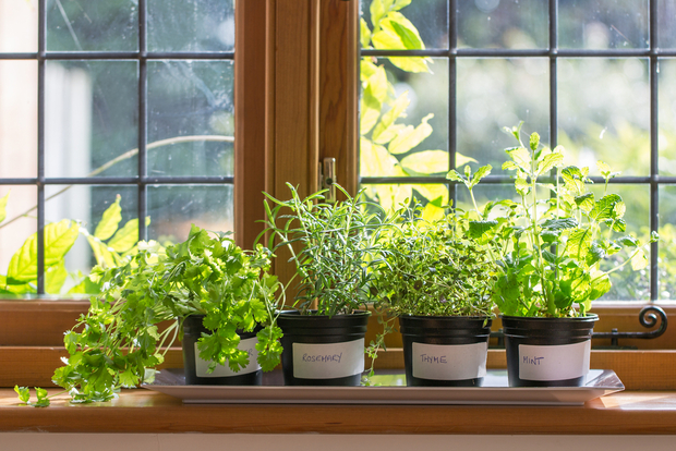 Greening Indoors: A Beginner’s Guide to Indoor Plant Cultivation